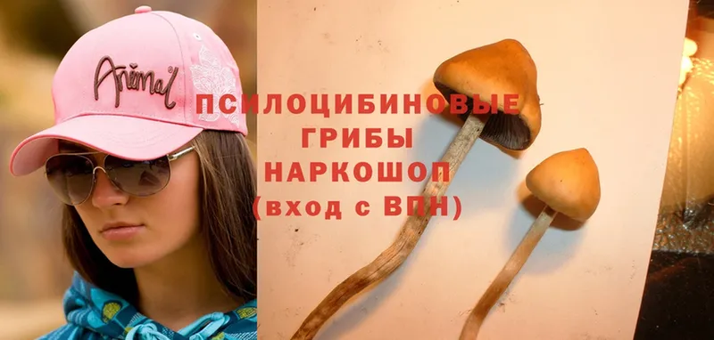 купить наркотик  Бирск  Галлюциногенные грибы Psilocybe 